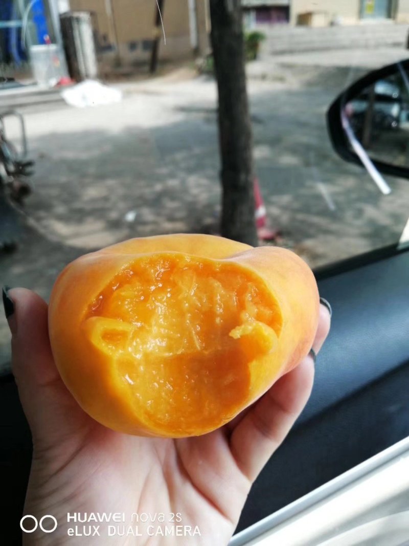 沂蒙山新鲜水果黄金蟠桃