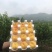 沂蒙山新鲜水果黄金蟠桃