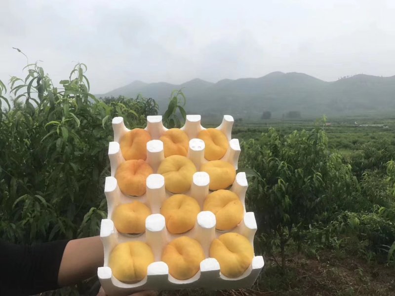 沂蒙山新鲜水果黄金蟠桃