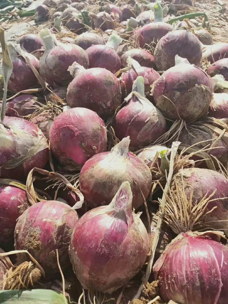 甘肃民勤洋葱大量上市，有需要的老板联系我