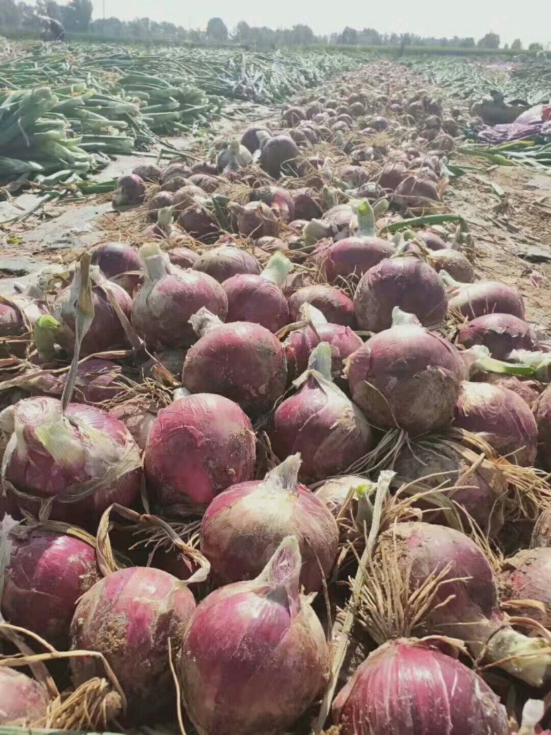 甘肃民勤洋葱大量上市，有需要的老板联系我