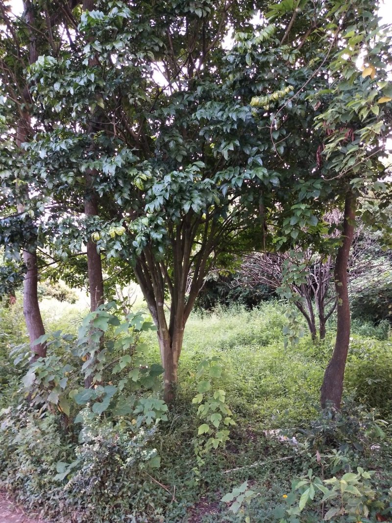 黄皮果树