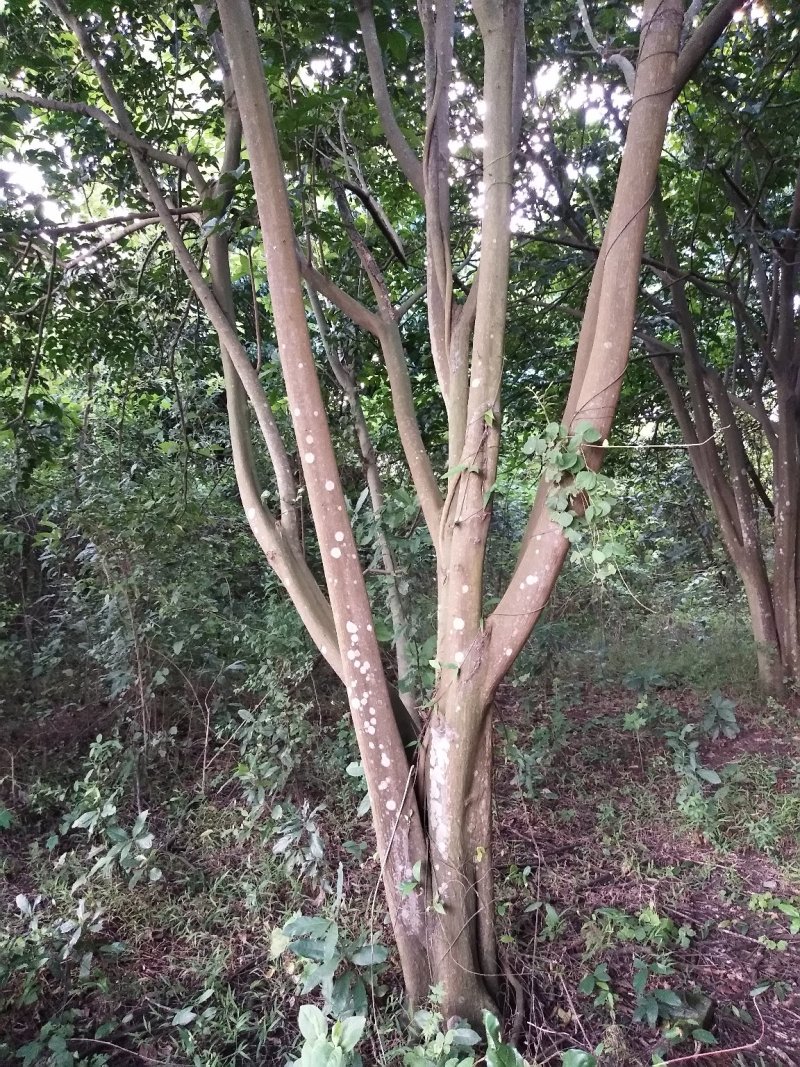 黄皮果树