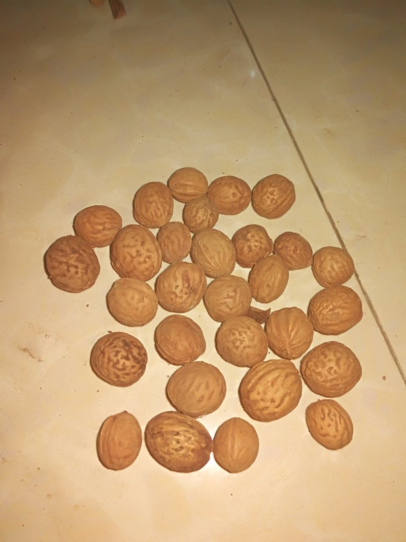 山桃胡，山杏，直销价格优惠。