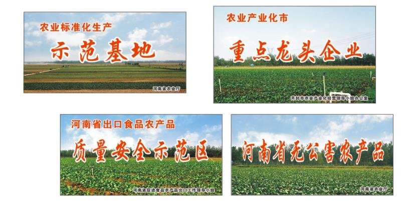 供港蔬菜基地西瓜红100亩现出售红薯叶，youyus