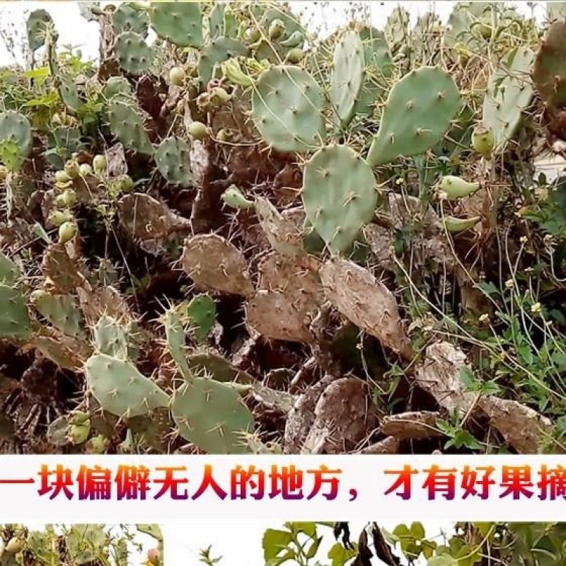 野生仙人掌果