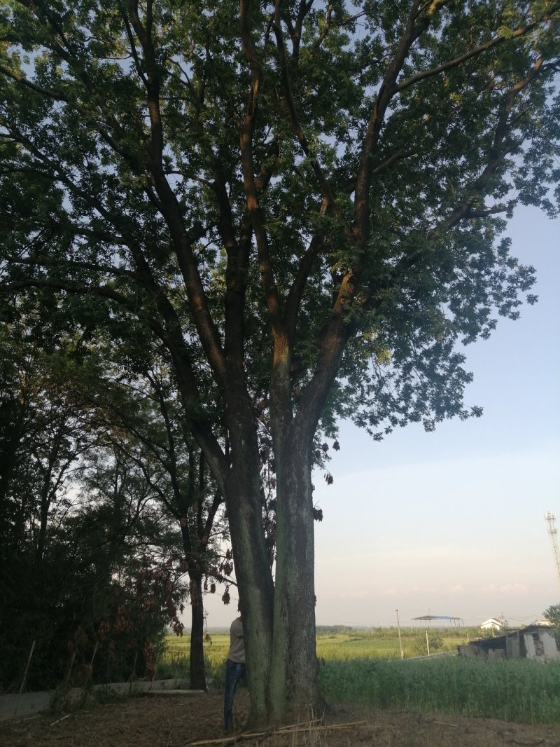 黄连木