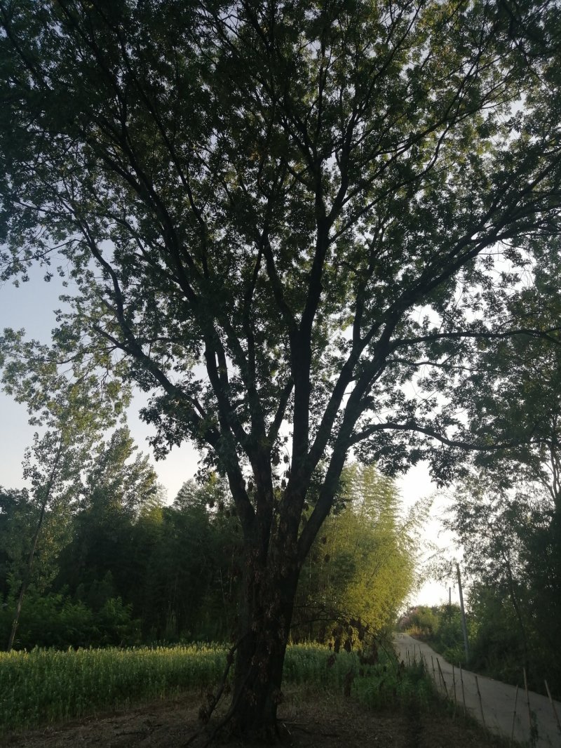 黄连木