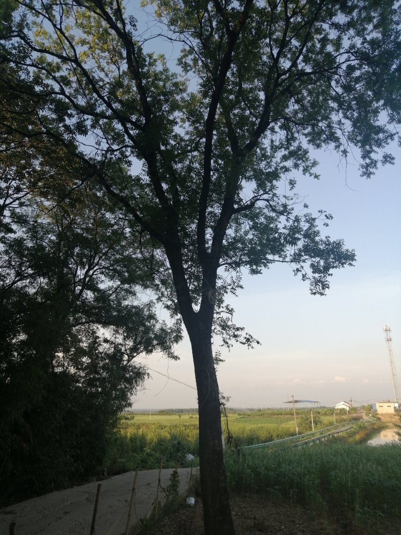 黄连木
