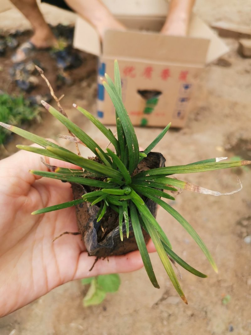 麦冬草！阔叶麦冬！金边麦冬！种植基地绿化工程专用苗木