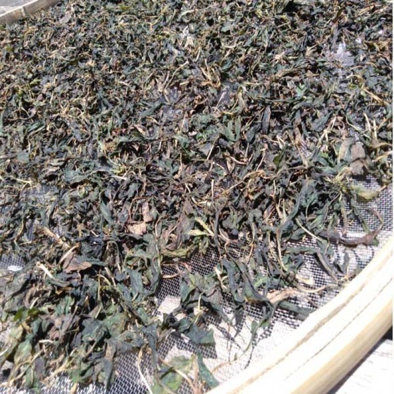 福建尤溪苦菜苦菜干苦斋婆苦抓煲汤食品野菜干5