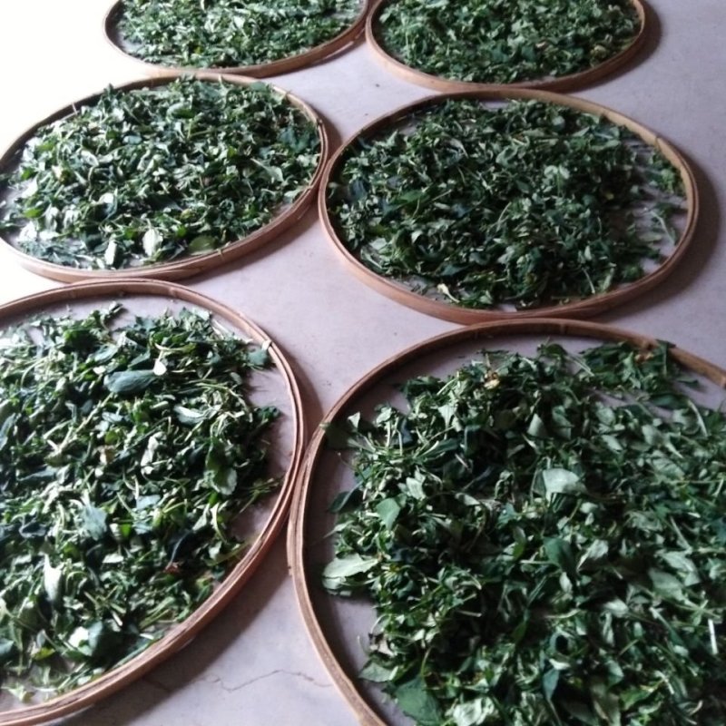 福建尤溪苦菜苦菜干苦斋婆苦抓煲汤食品野菜干5