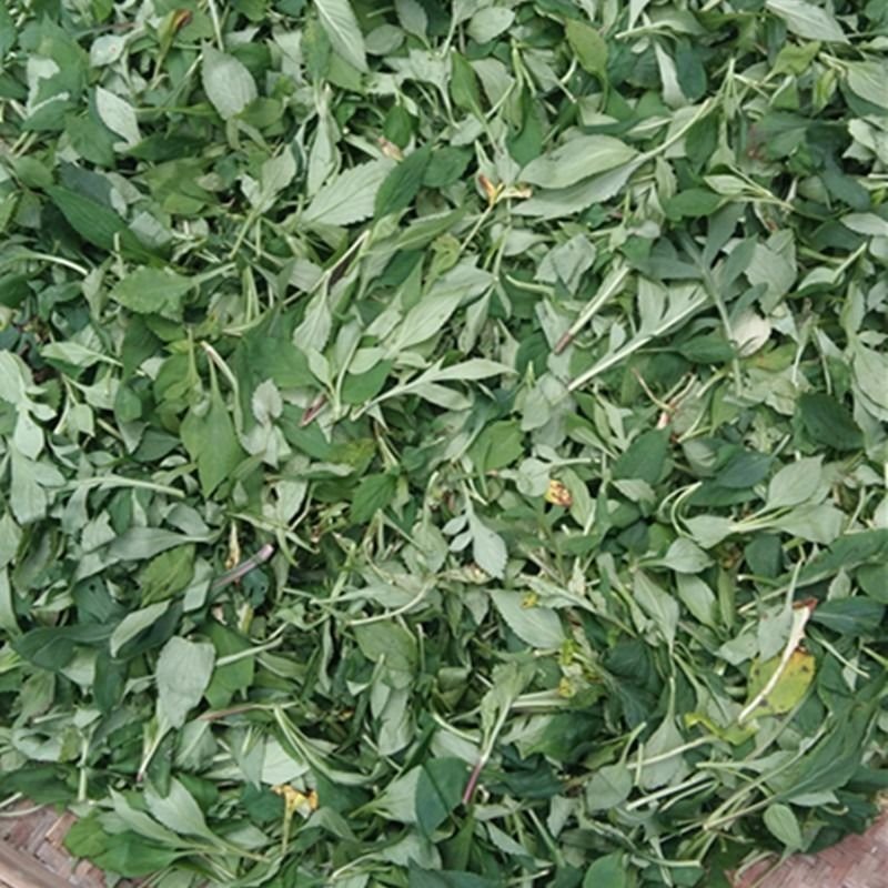 福建尤溪苦菜苦菜干苦斋婆苦抓煲汤食品野菜干5