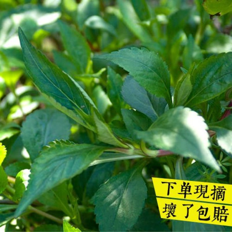 【下单现摘】新鲜福建闽北野生苦菜苦斋婆酱败草野菜煲汤