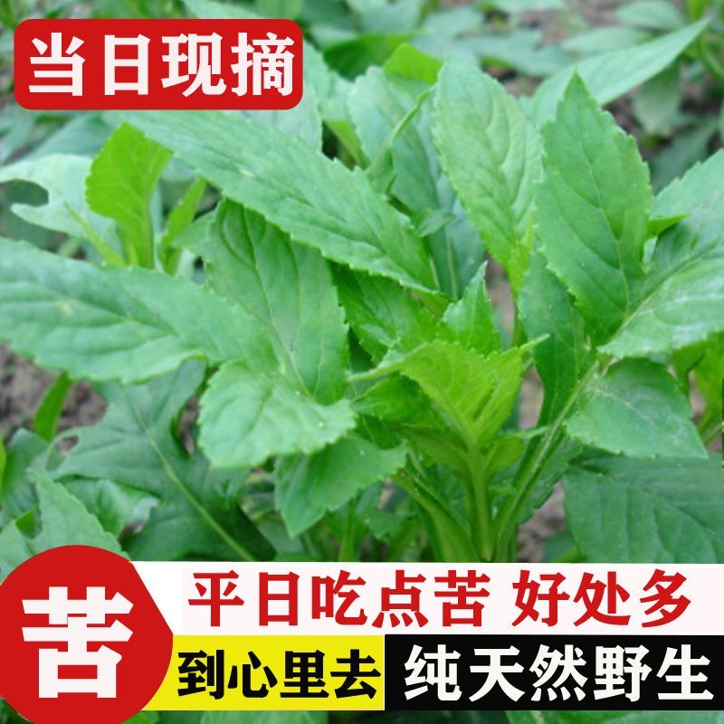 【下单现摘】新鲜福建闽北野生苦菜苦斋婆酱败草野菜煲汤