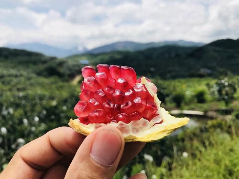 河阴突尼斯软籽石榴3-5斤产地果园直发大量上市