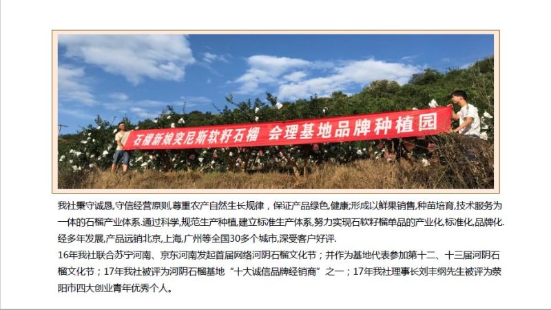 河阴突尼斯软籽石榴3-5斤产地果园直发大量上市