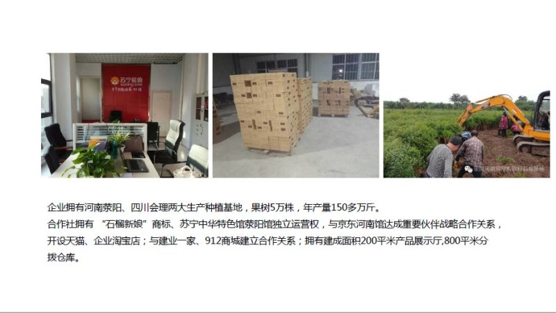 河阴突尼斯软籽石榴3-5斤产地果园直发大量上市