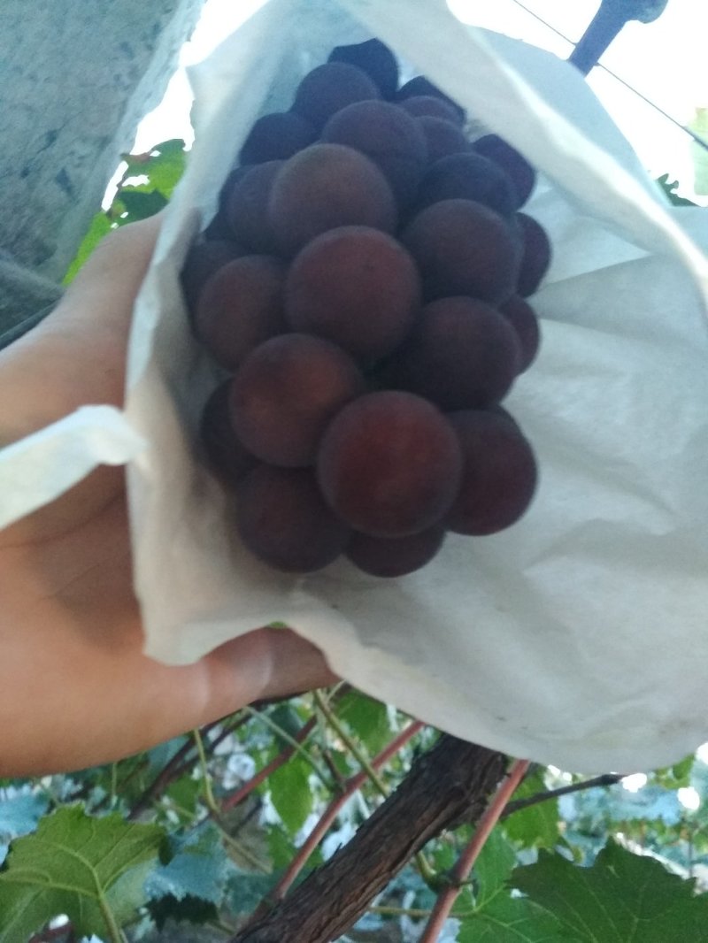 巨峰葡萄，粒大，单串两斤左右