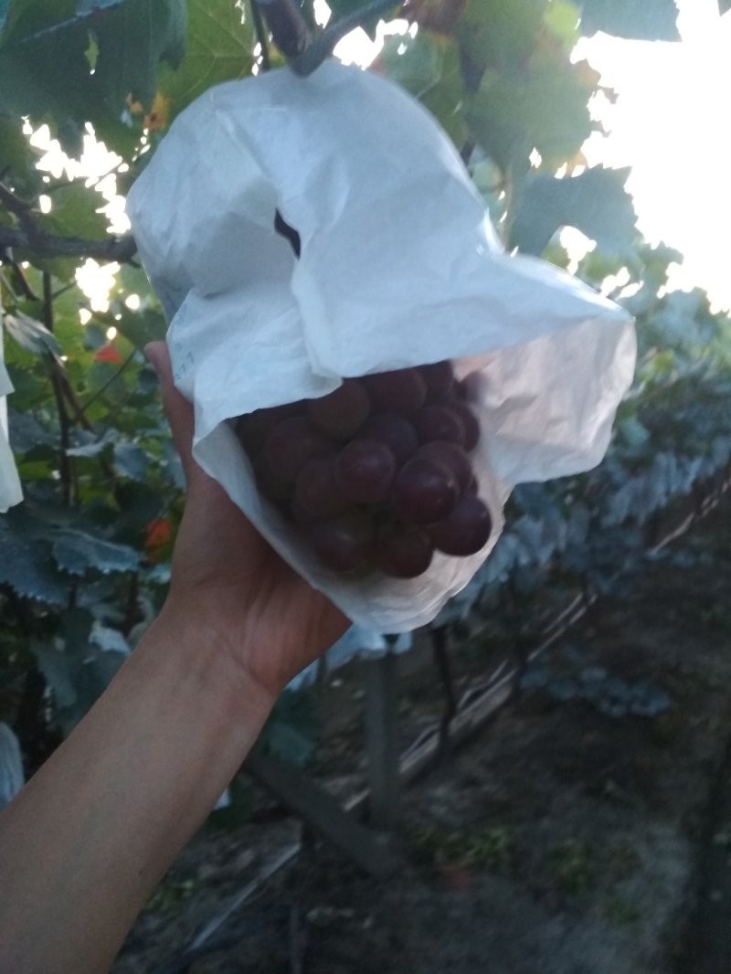 巨峰葡萄，粒大，单串两斤左右