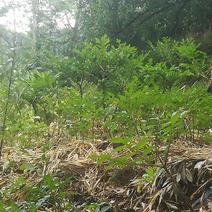 魔芋种植于桂林灵川县大境瑶族乡笑天狮山脉下。