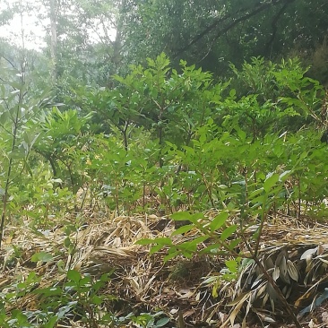 魔芋种植于桂林灵川县大境瑶族乡笑天狮山脉下。