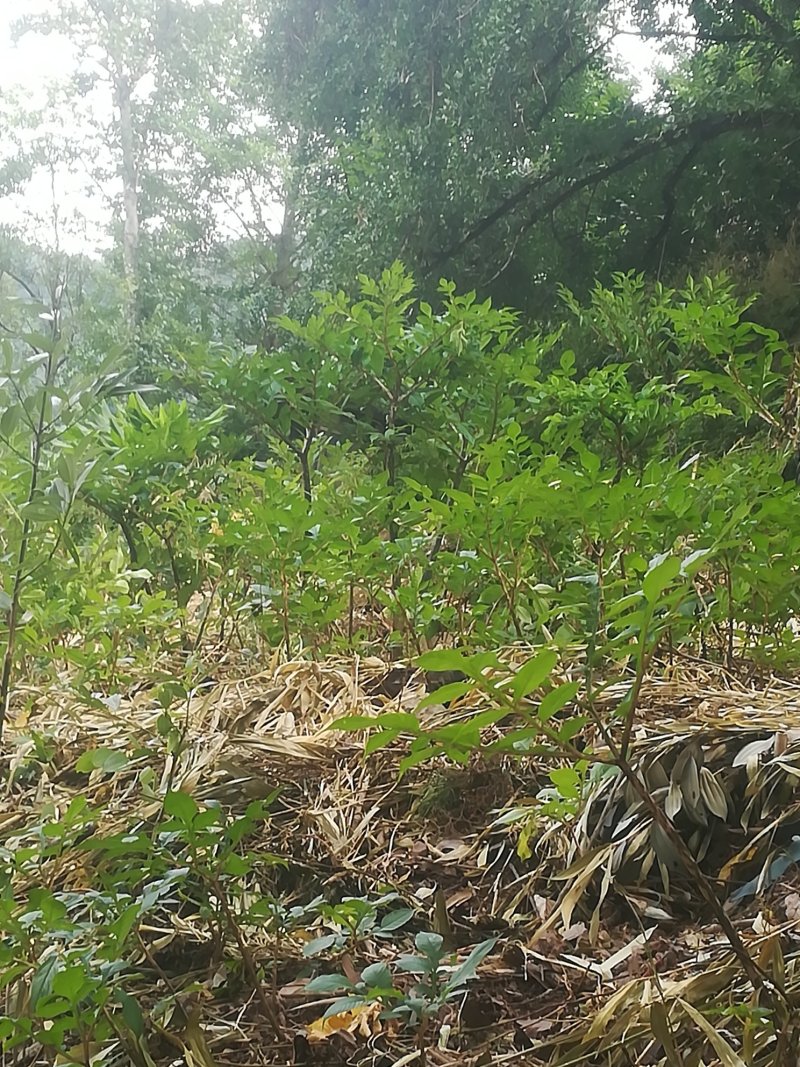 魔芋种植于桂林灵川县大境瑶族乡笑天狮山脉下。