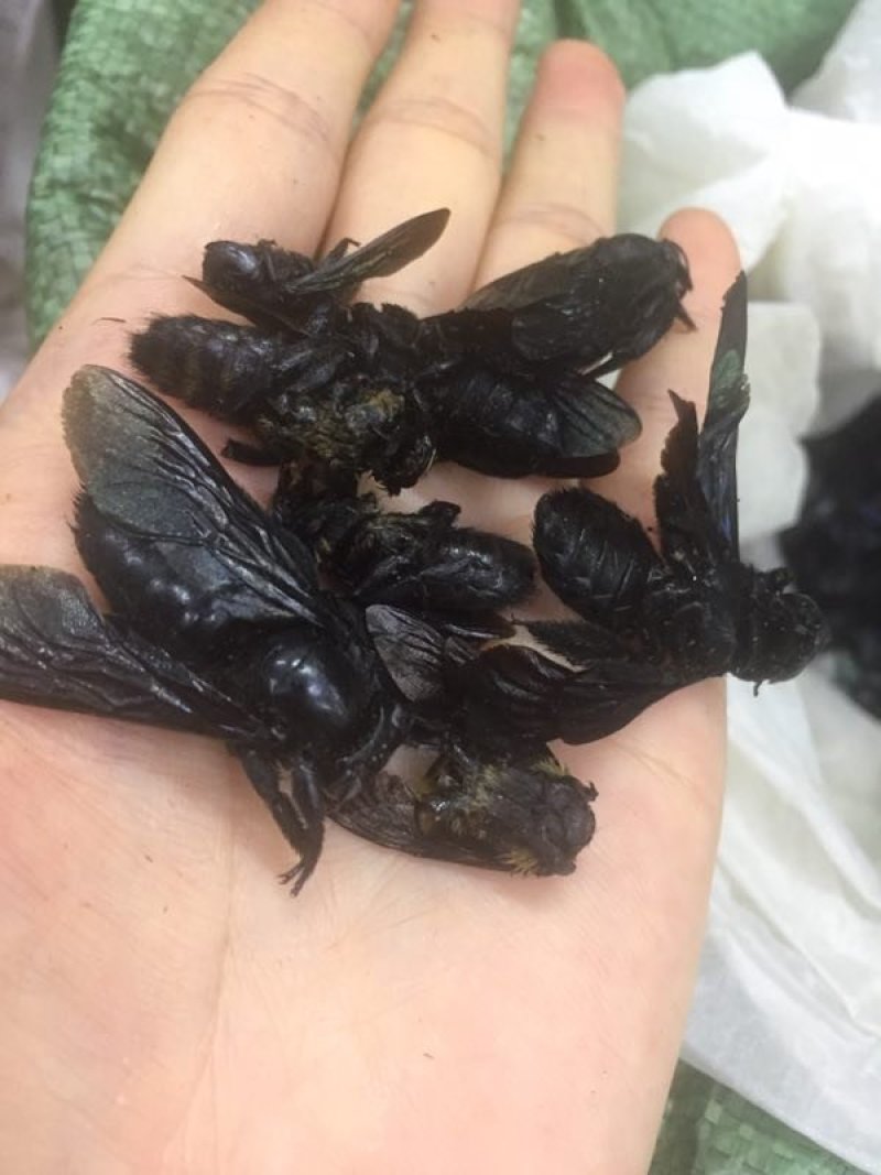 竹蜂
