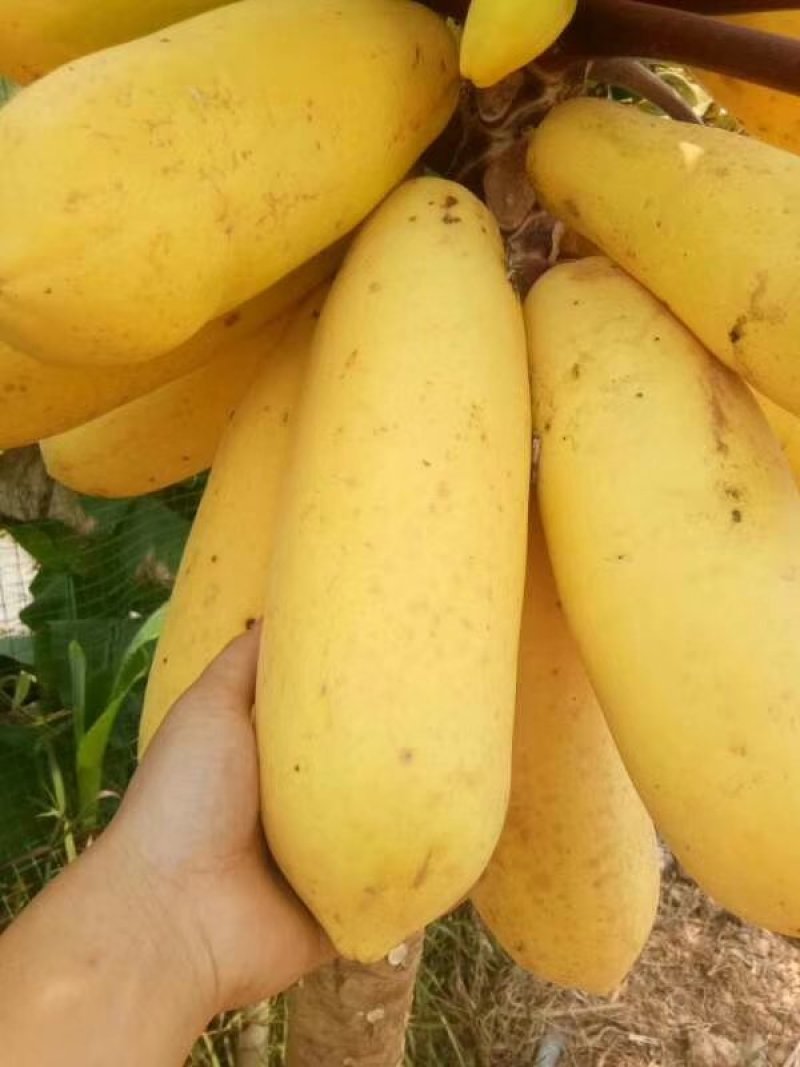 水果木瓜苗树矮化黄金木瓜苗四季南北方种植盆栽阳台当年结果