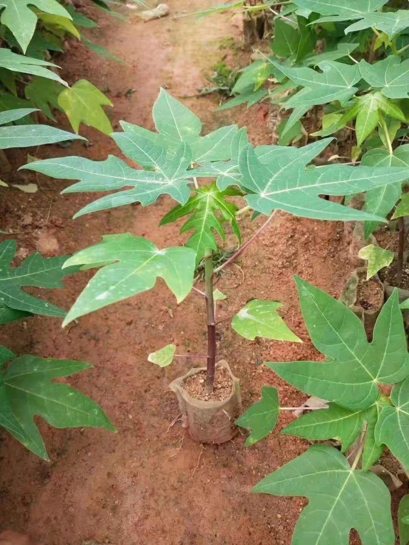 水果木瓜苗树矮化黄金木瓜苗四季南北方种植盆栽阳台当年结果