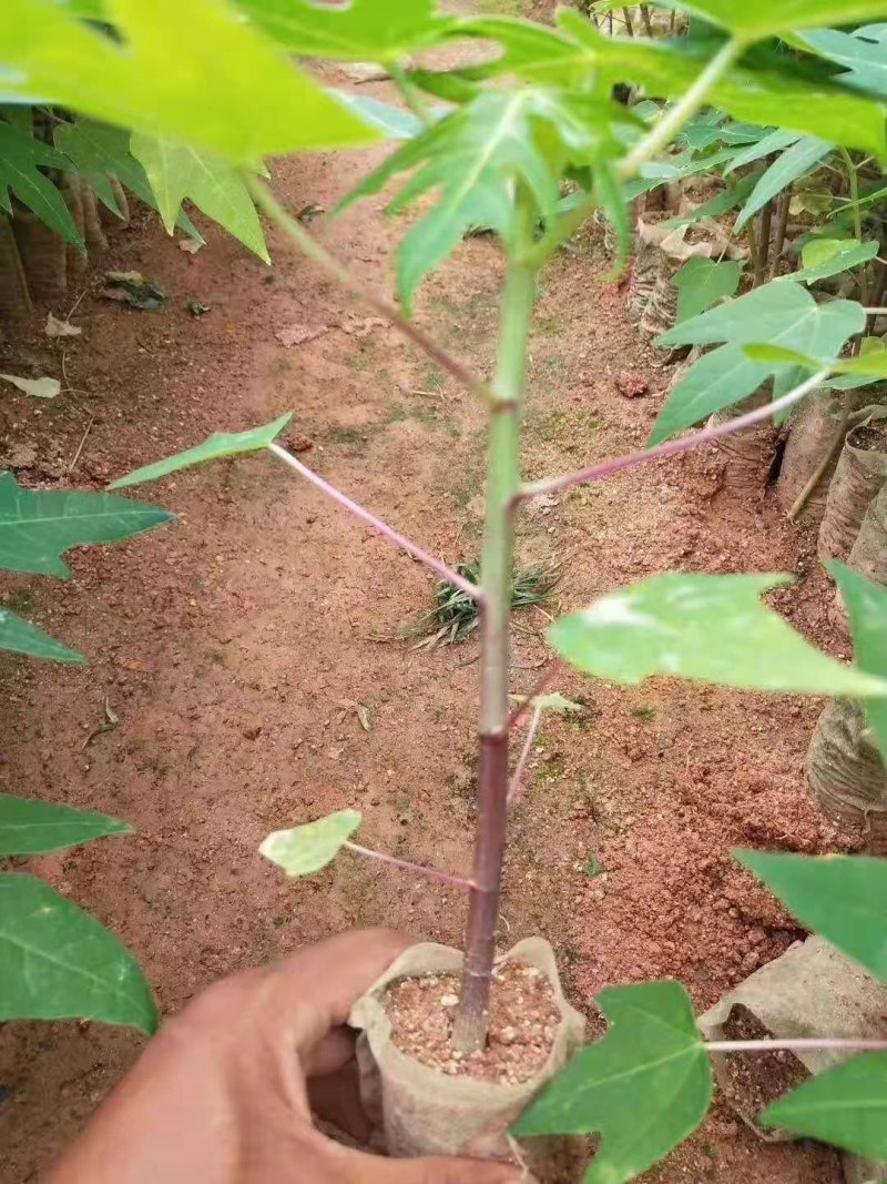水果木瓜苗树矮化黄金木瓜苗四季南北方种植盆栽阳台当年结果