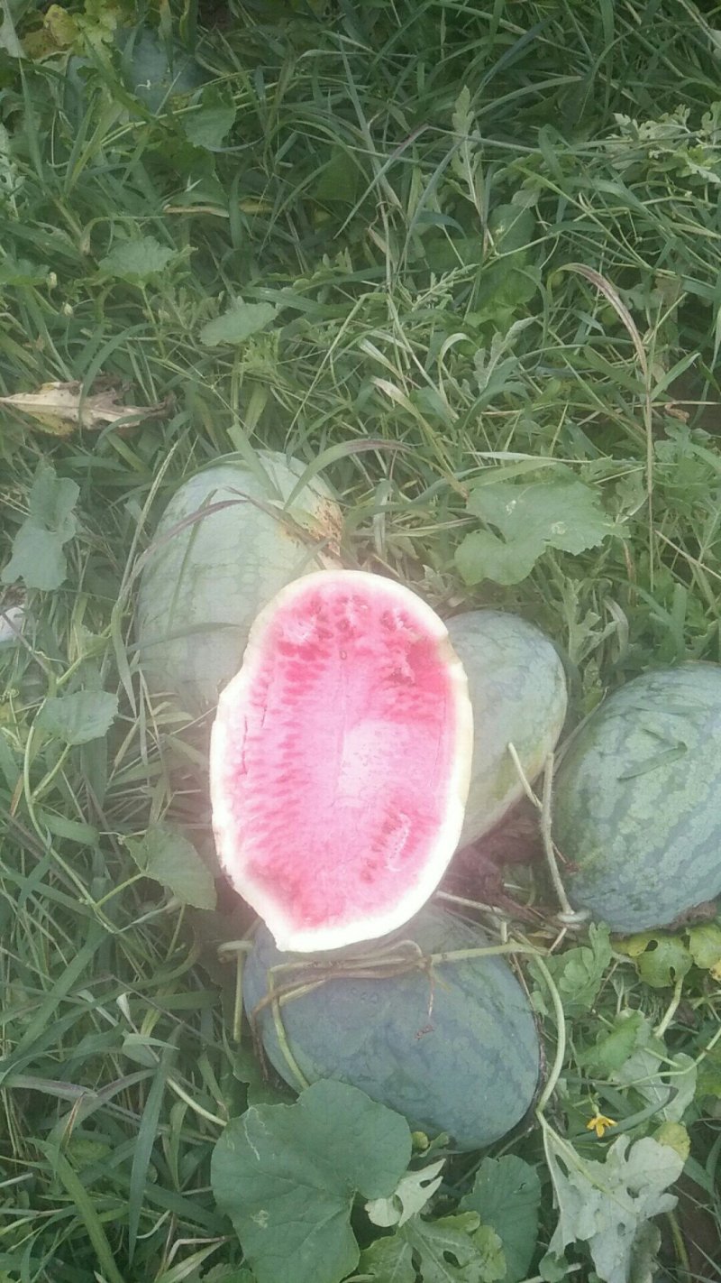 西瓜