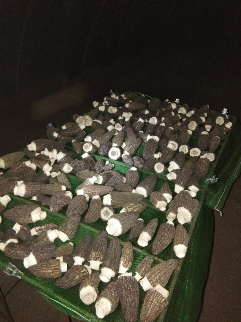 羊肚菌菌种预订中