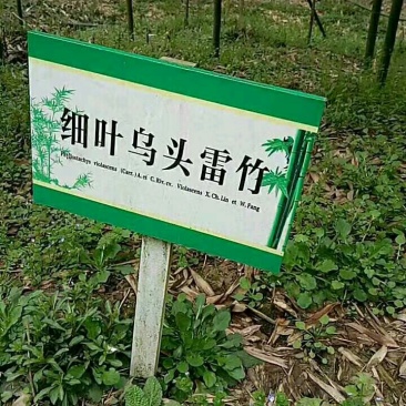 雷竹苗，雷竹笋，提供全方位服务！