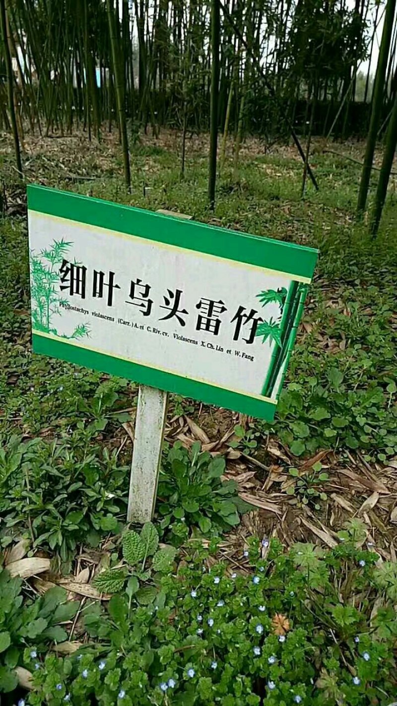 雷竹苗，雷竹笋，提供全方位服务！