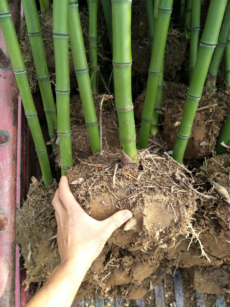 雷竹苗，雷竹笋，提供全方位服务！