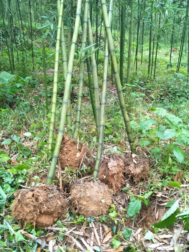 雷竹苗，雷竹笋，提供全方位服务！