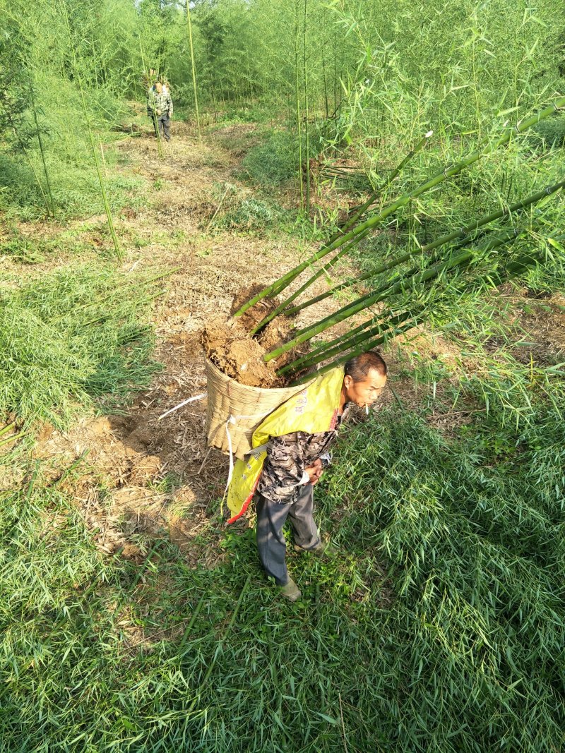 雷竹苗，雷竹笋，提供全方位服务！