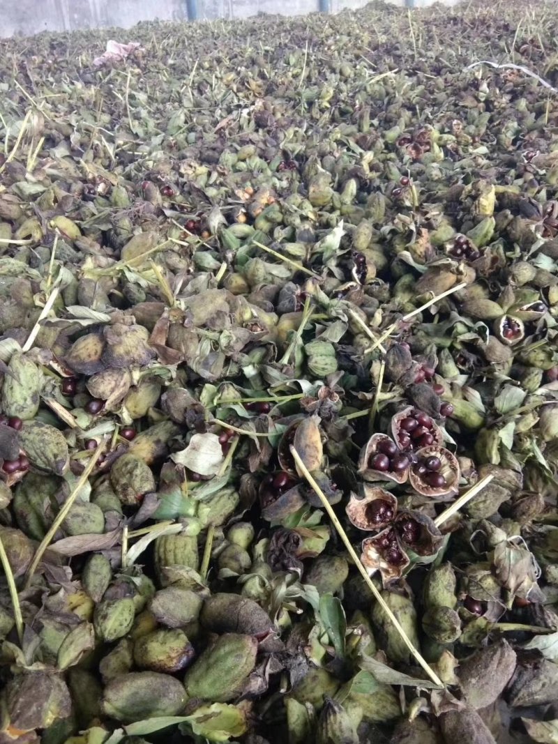 赤芍种子出芽率98%成活率高！，育苗一年收，回收