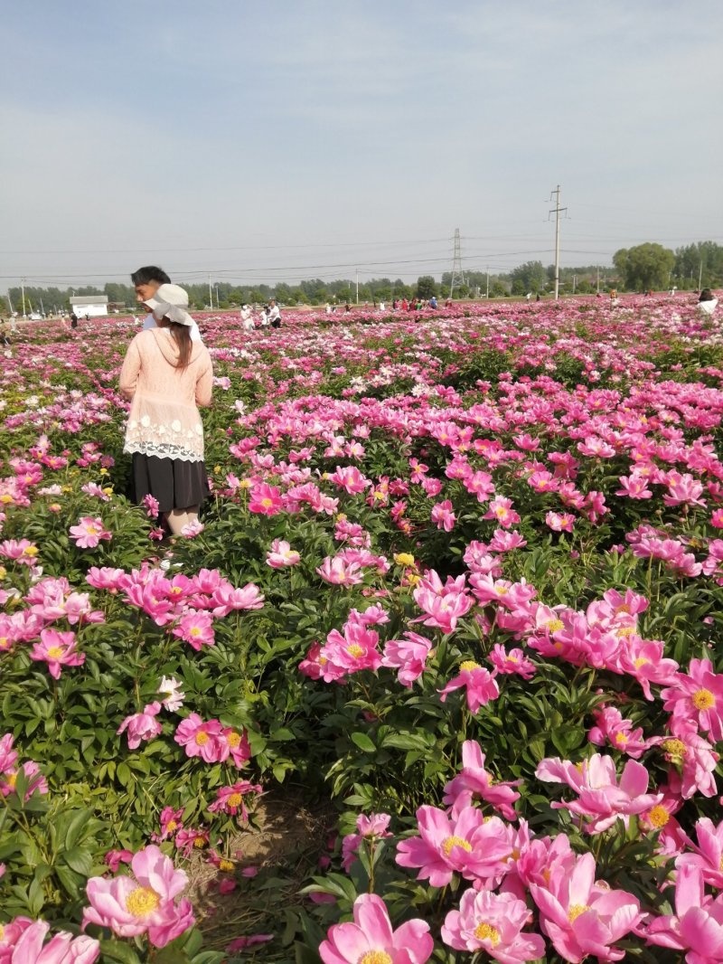 赤芍种子出芽率98%成活率高！，育苗一年收，回收