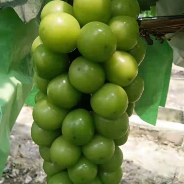 阳光玫瑰