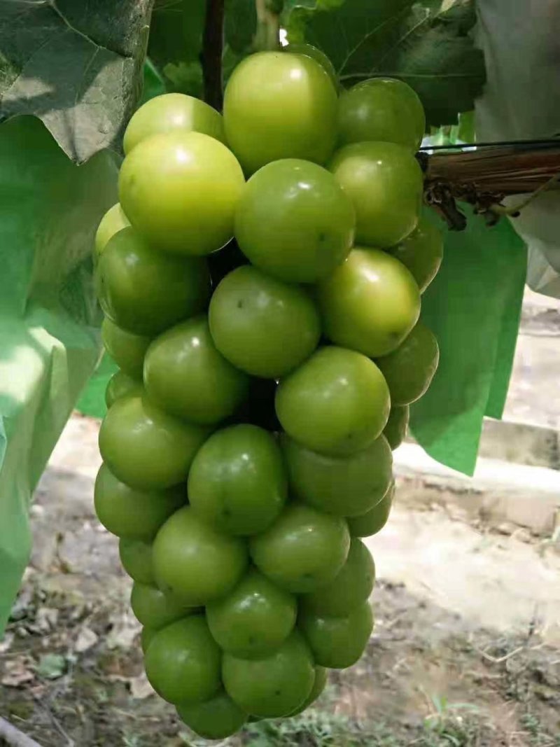 阳光玫瑰