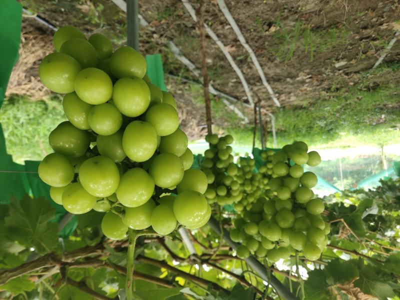 阳光玫瑰