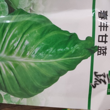 甘蓝种子江蔬春丰甘蓝种子