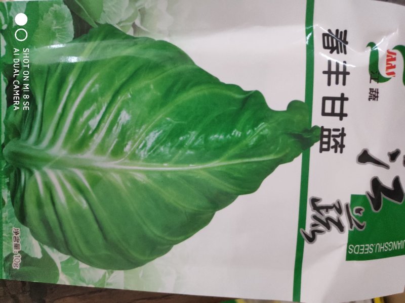 甘蓝种子江蔬春丰甘蓝种子