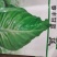 甘蓝种子江蔬春丰甘蓝种子