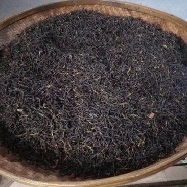 海拔一千米高山茶