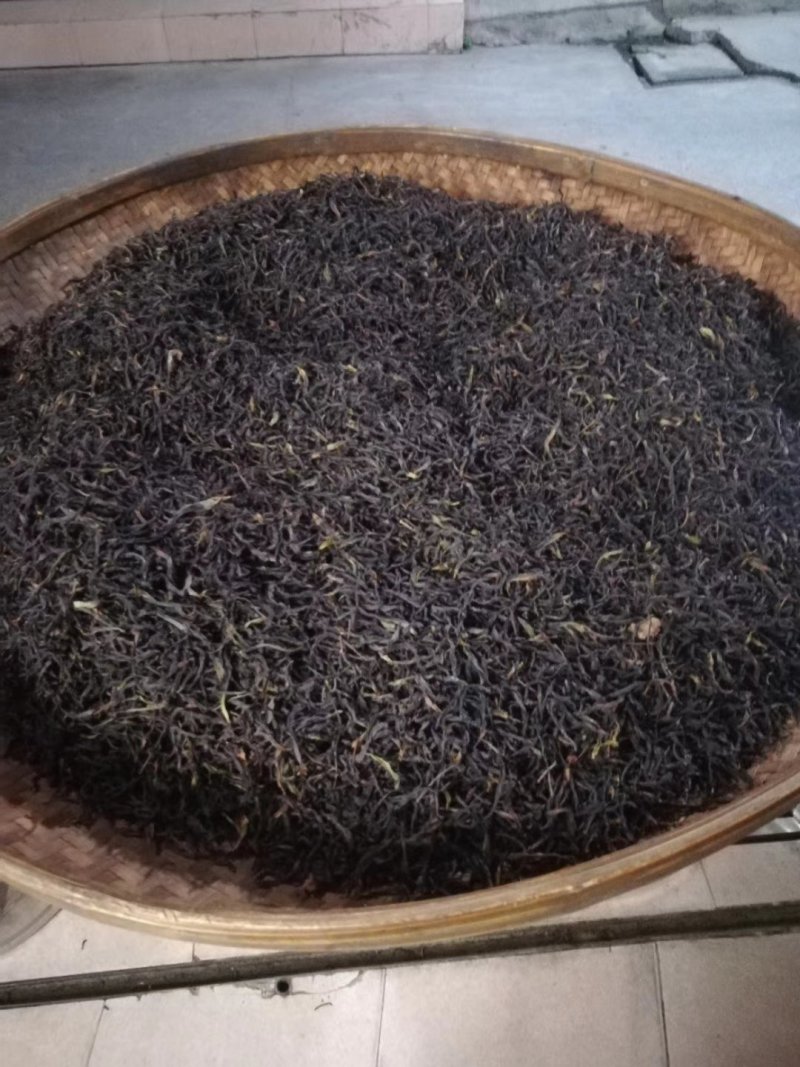 海拔一千米高山茶