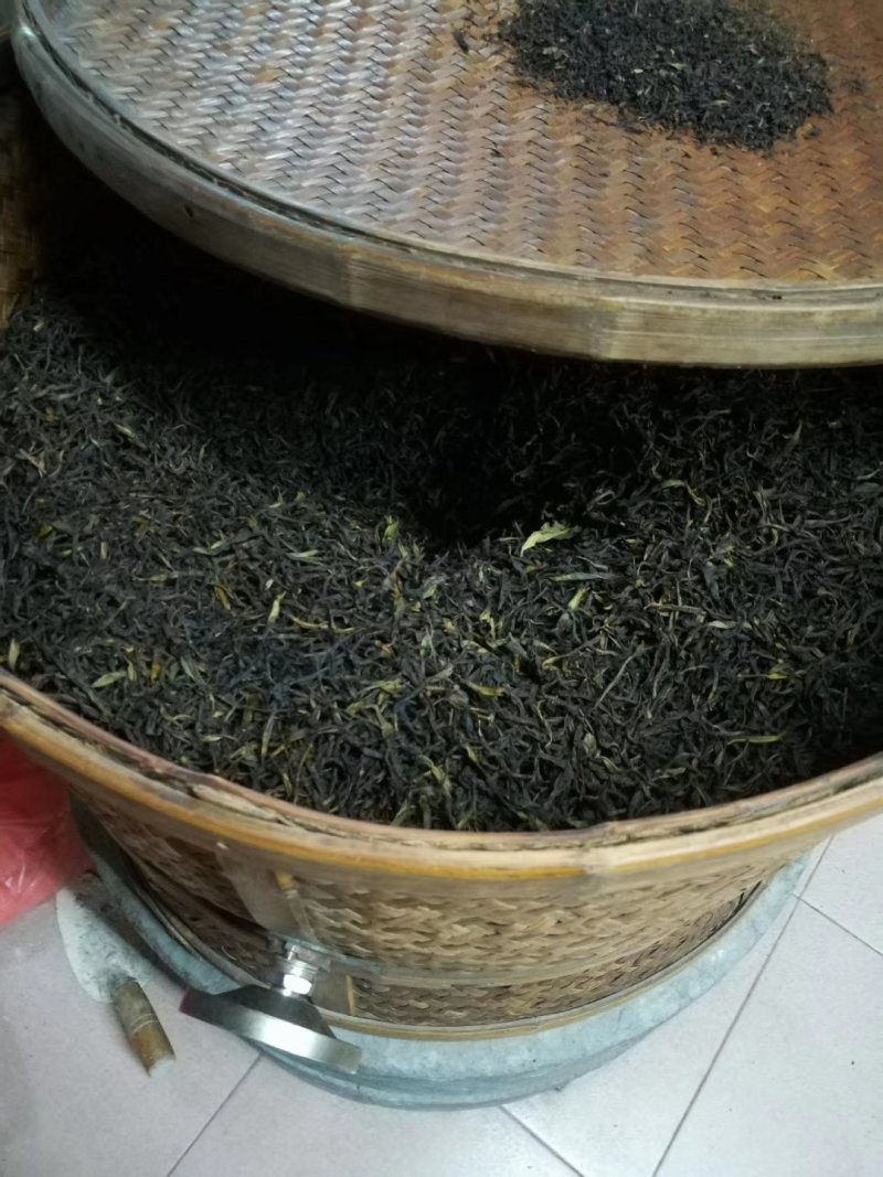 海拔一千米高山茶