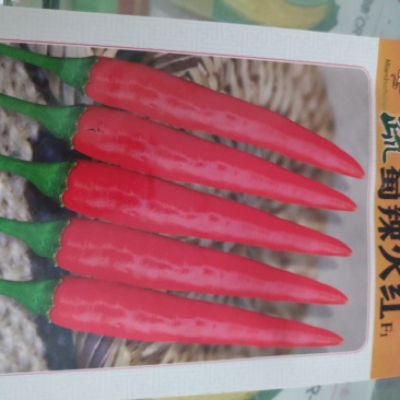 辣椒种子绵蔬蜀辣火红朝天椒种子